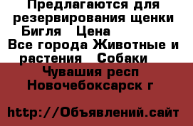 Предлагаются для резервирования щенки Бигля › Цена ­ 40 000 - Все города Животные и растения » Собаки   . Чувашия респ.,Новочебоксарск г.